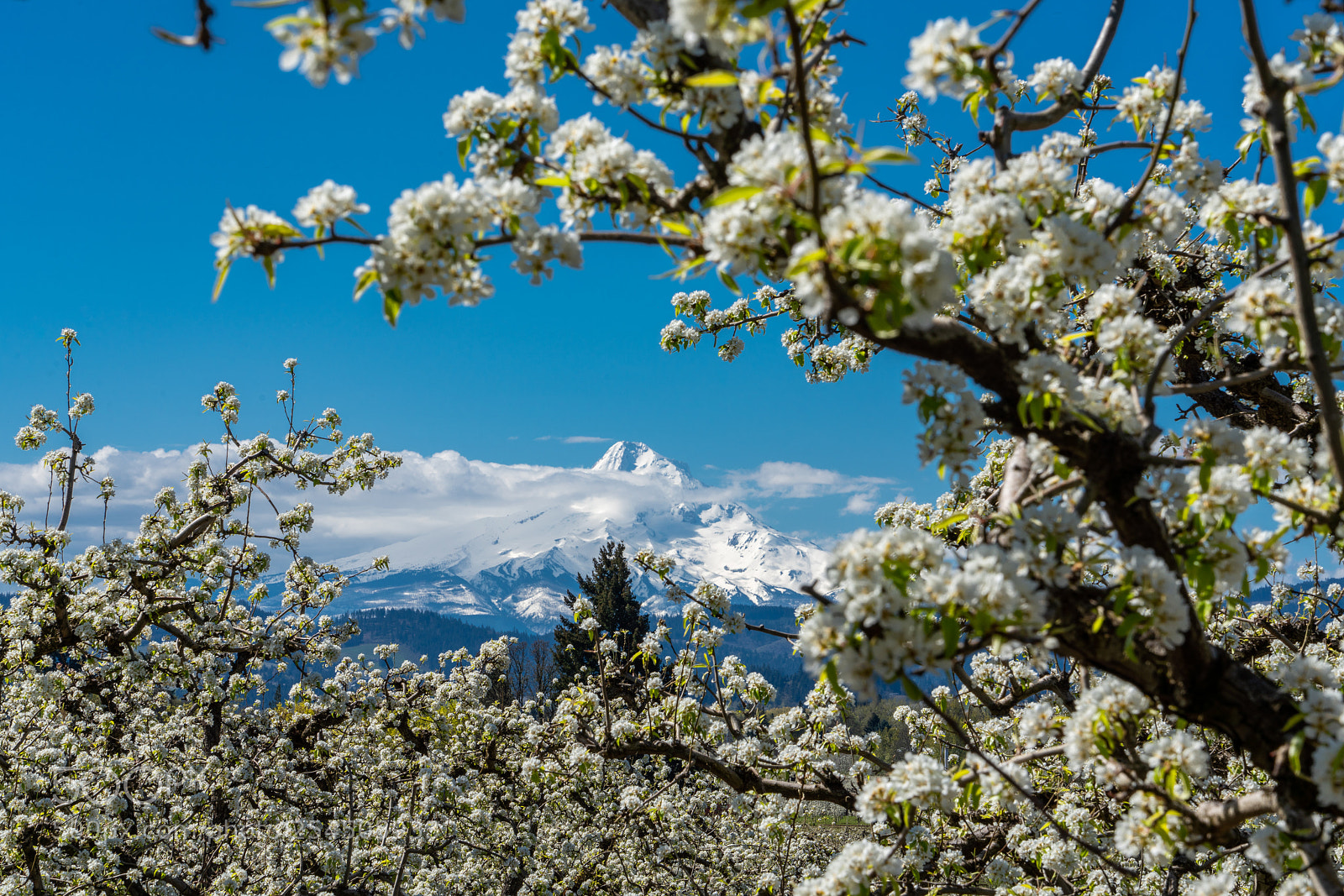Sony a7R III sample photo. Hood river fruit orchards photography