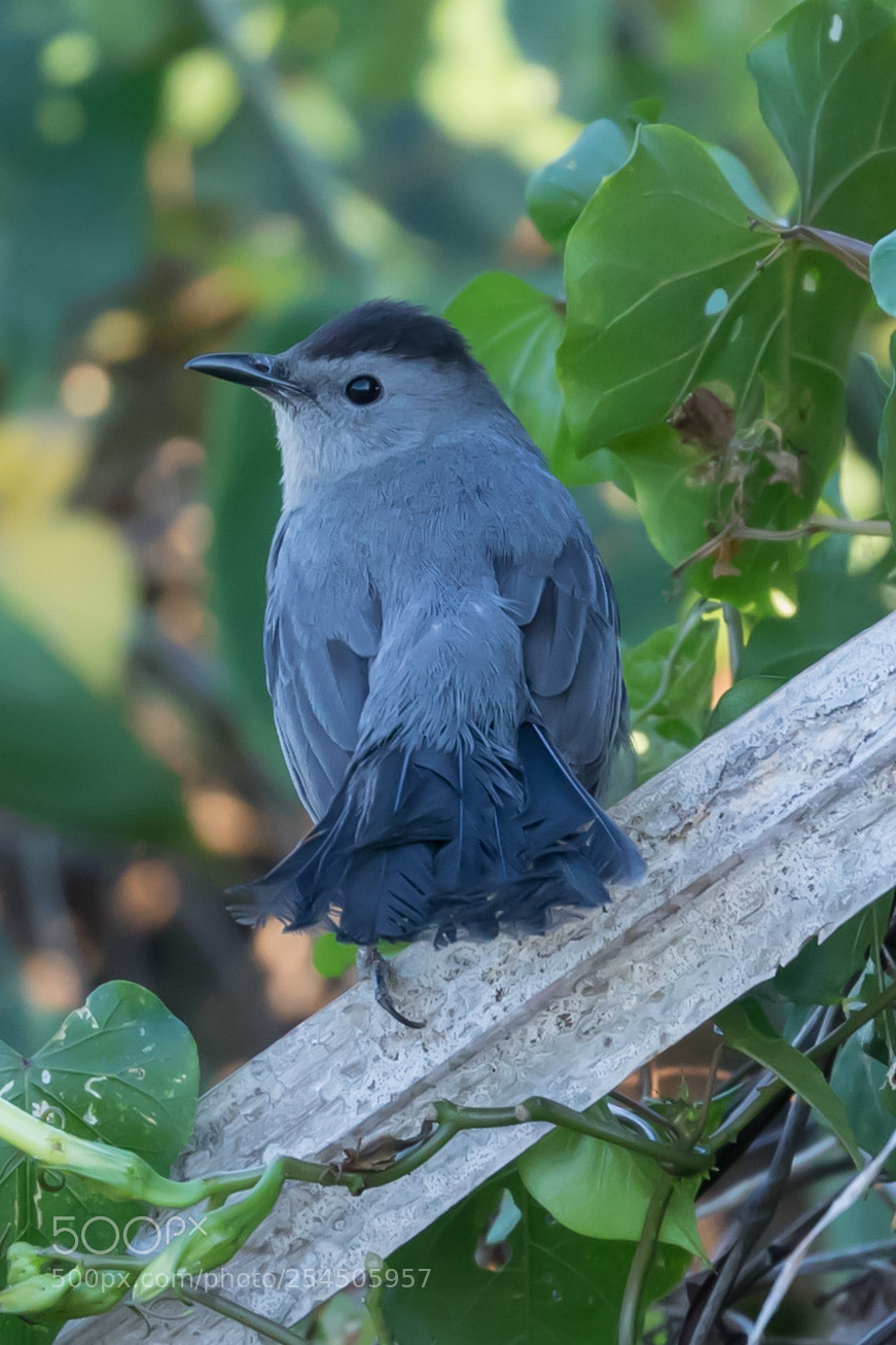 Canon EOS 5D Mark IV sample photo. Catbird photography