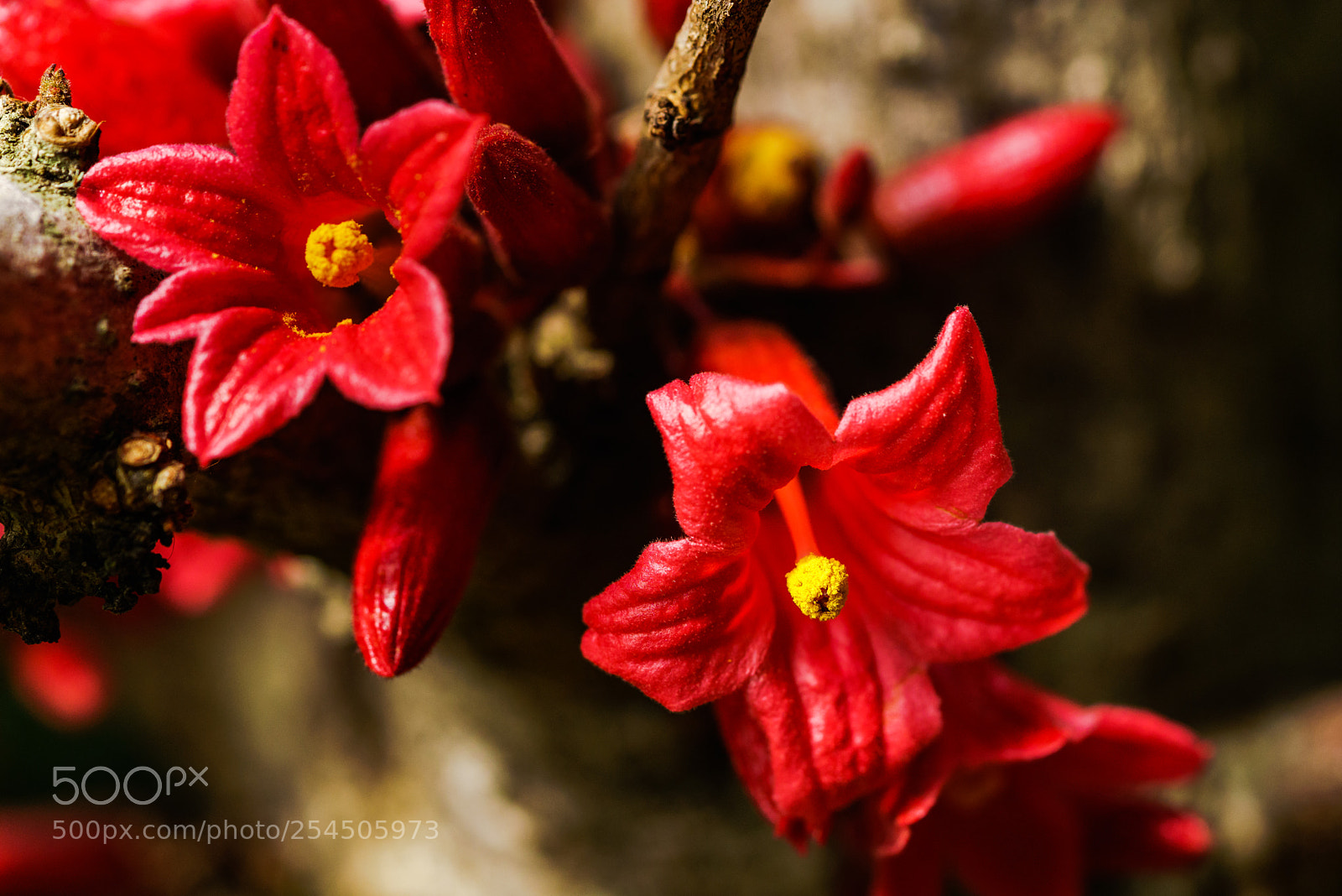 Sony a7R II sample photo. Brachychiton photography