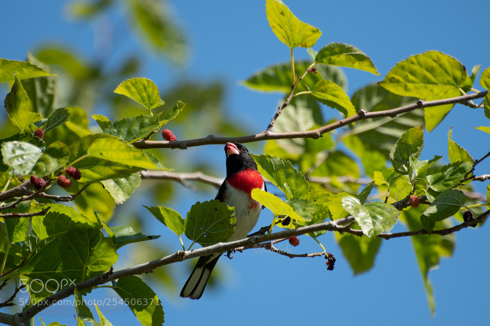 Nikon D7500 sample photo. Rose breasted grosbeak photography