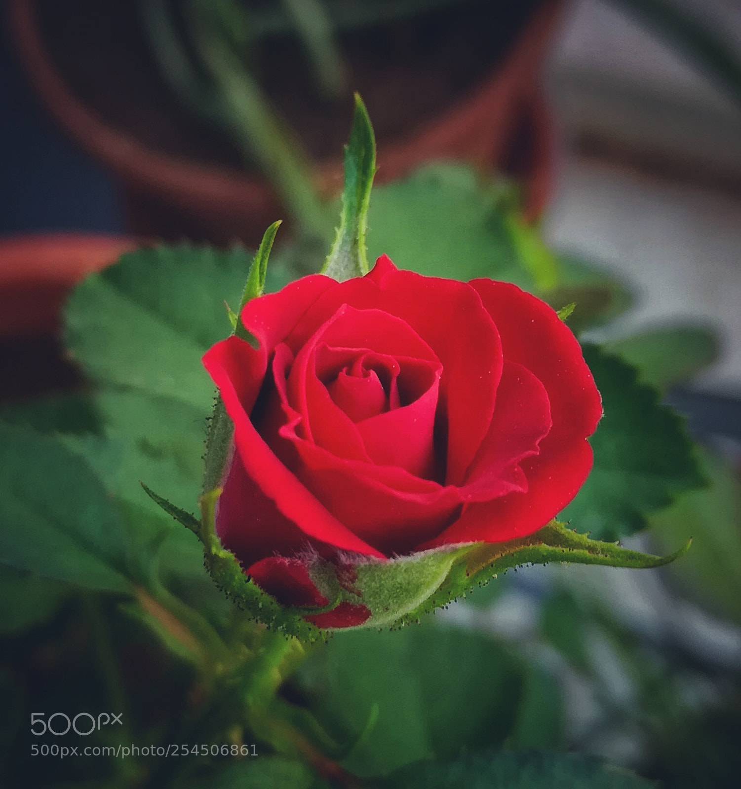 HUAWEI honor 6x sample photo. Red rose photography