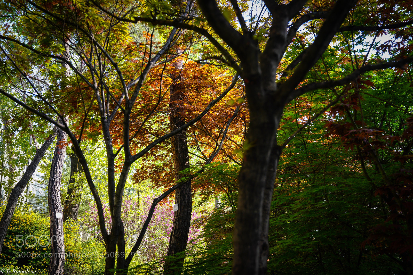 Sony a7R III sample photo. Untitled photography