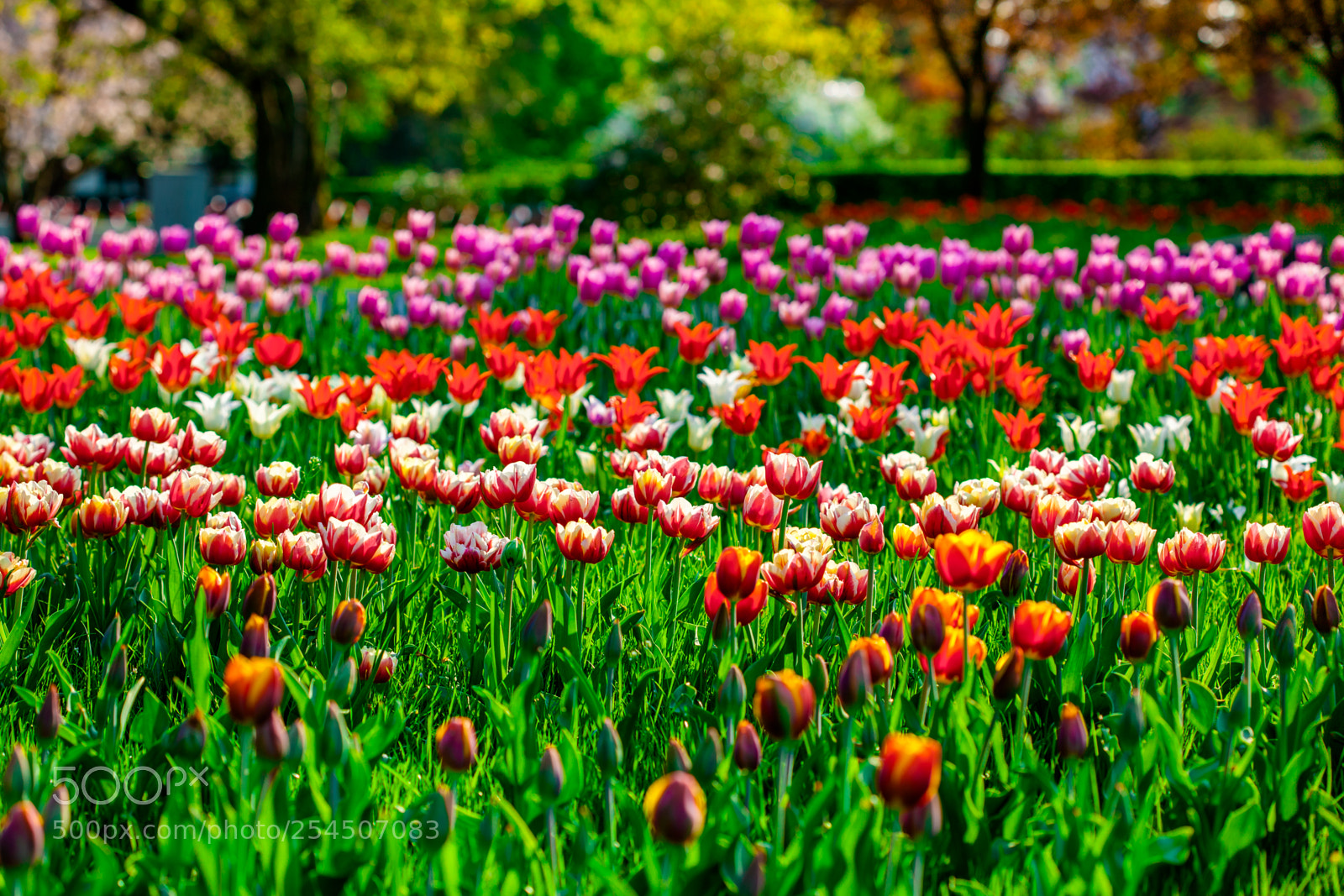 Canon EOS 5D Mark II sample photo. Tulips photography