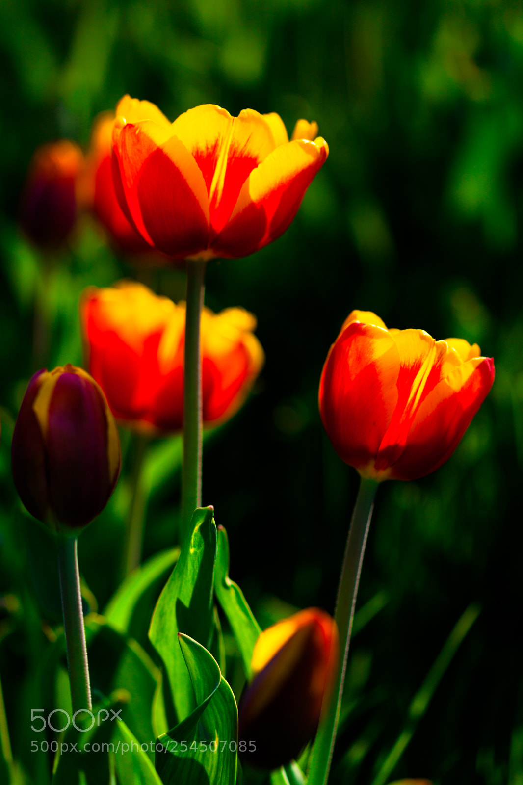 Canon EOS 5D Mark II sample photo. Tulips photography