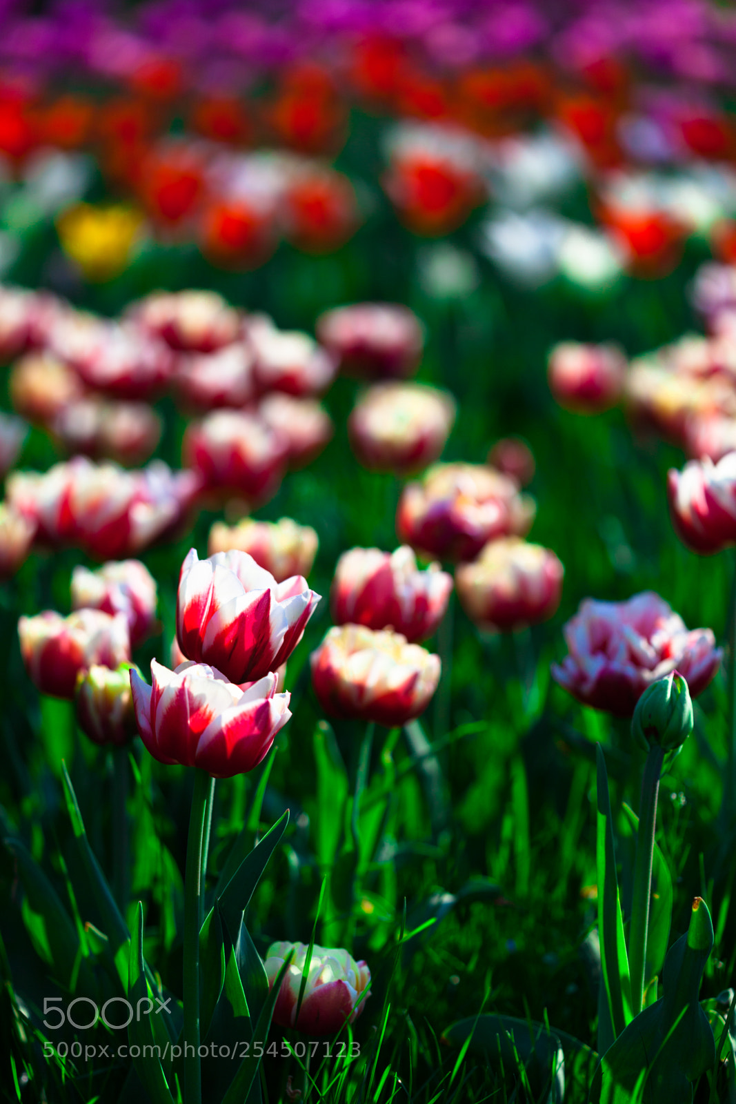 Canon EOS 5D Mark II sample photo. Tulips photography