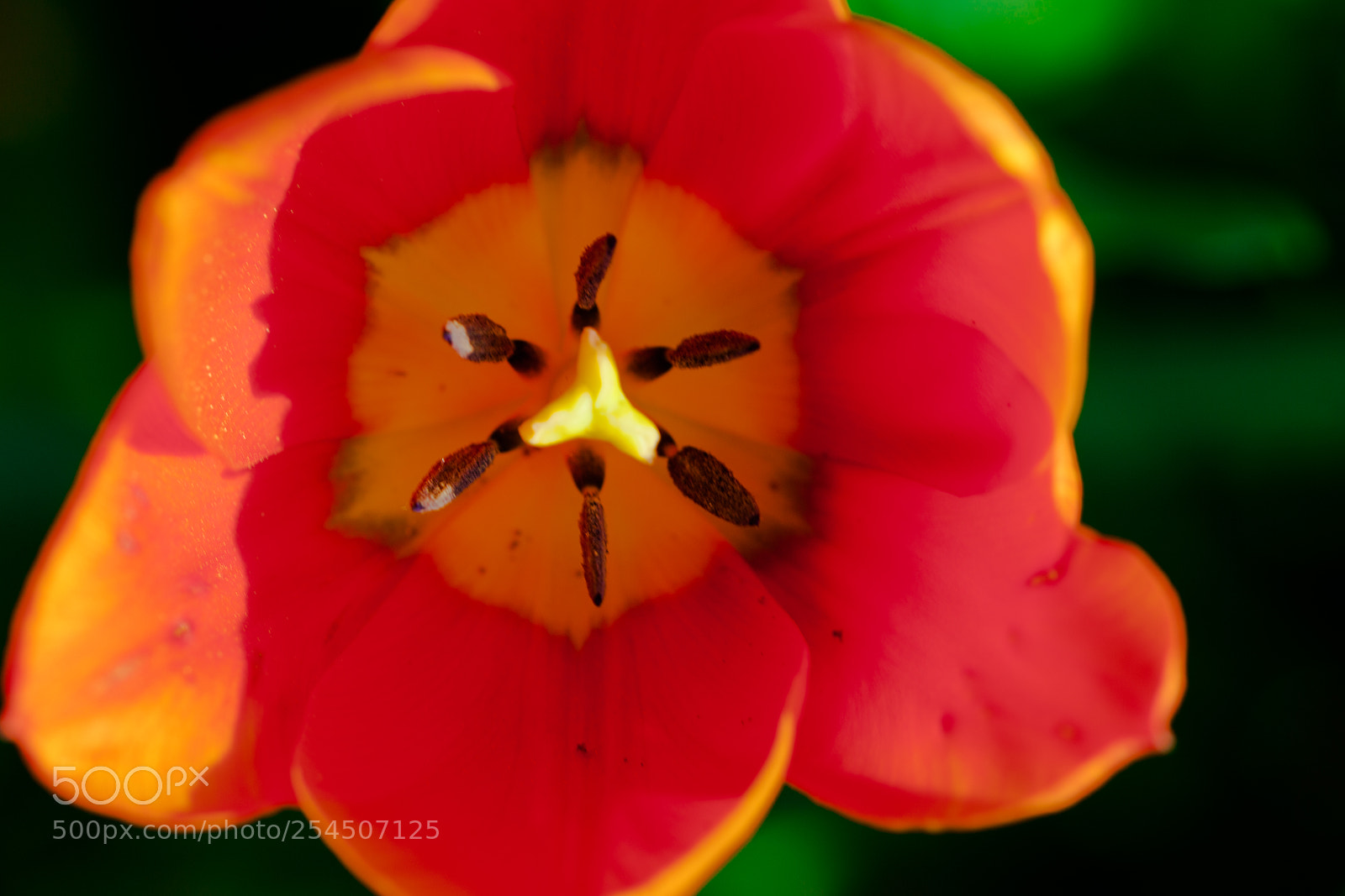 Canon EOS 5D Mark II sample photo. Tulips photography