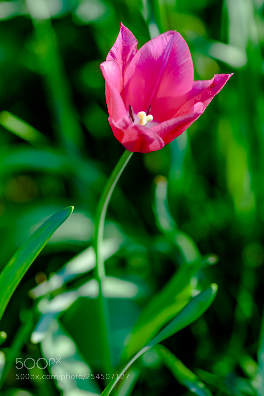 Canon EOS 5D Mark II sample photo. Tulips photography