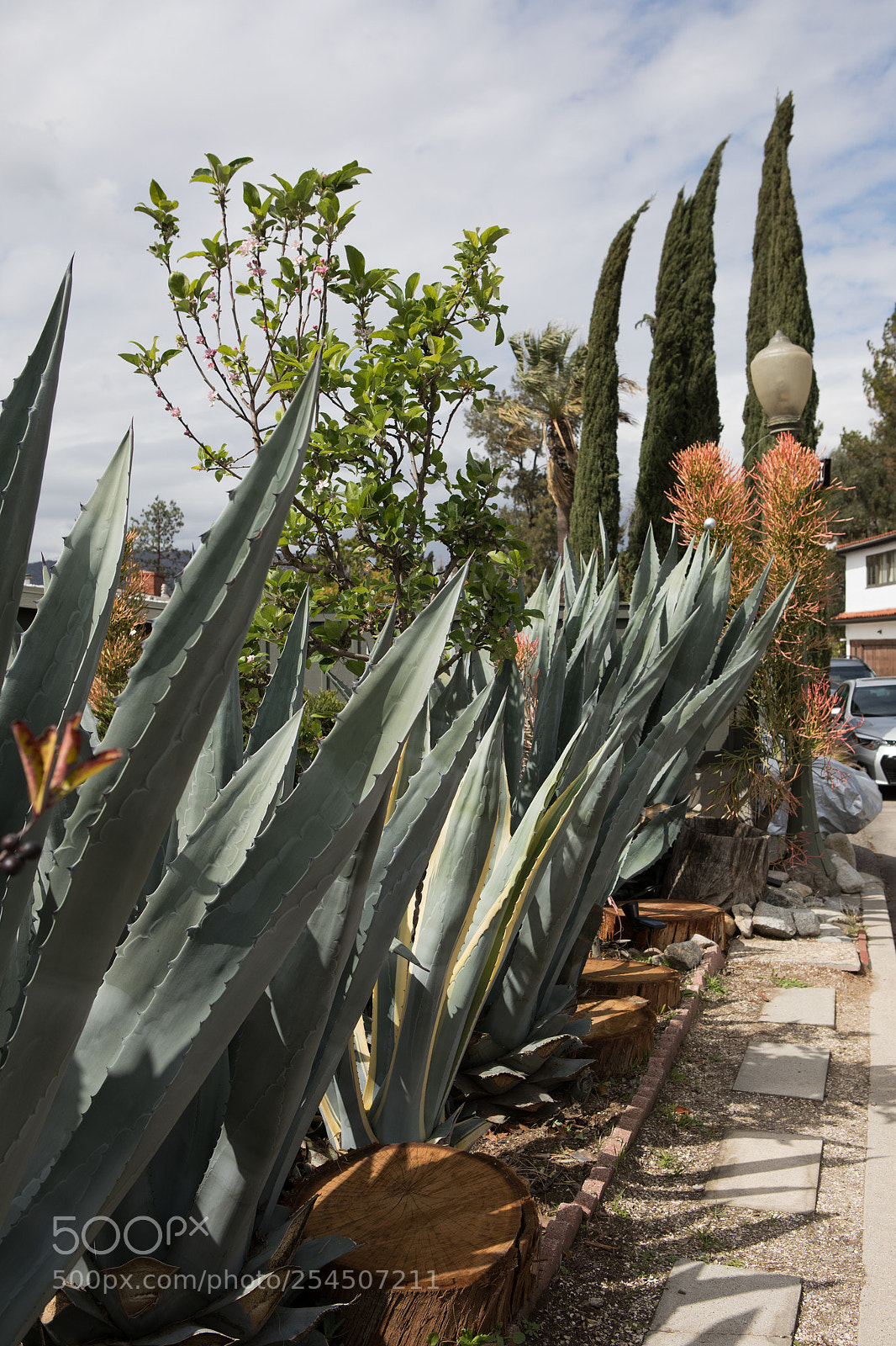 Canon EOS 5D Mark IV sample photo. Prevailing plants micheltorena st photography