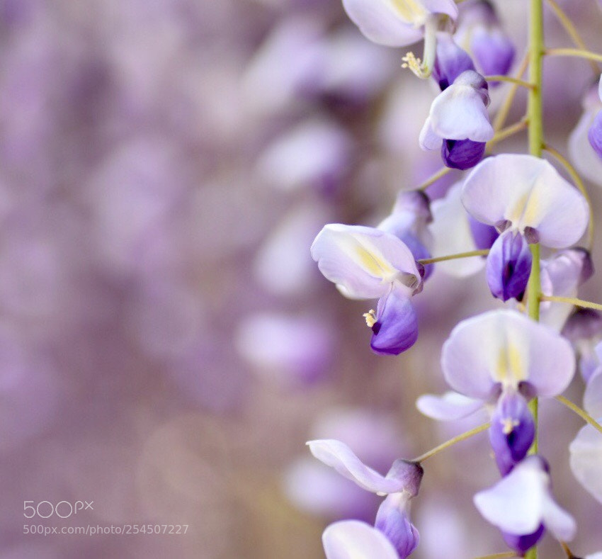 Nikon D7200 sample photo. Wisteria photography