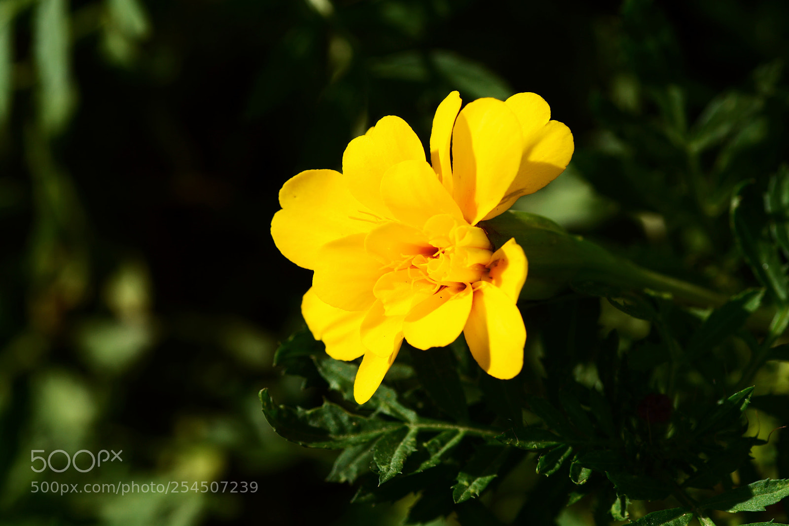 Nikon D7100 sample photo. Lstmmh photography