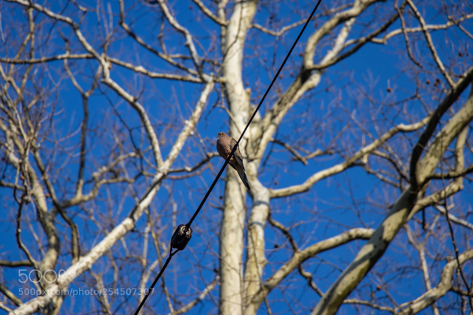 Canon EOS 80D sample photo. Bird photography