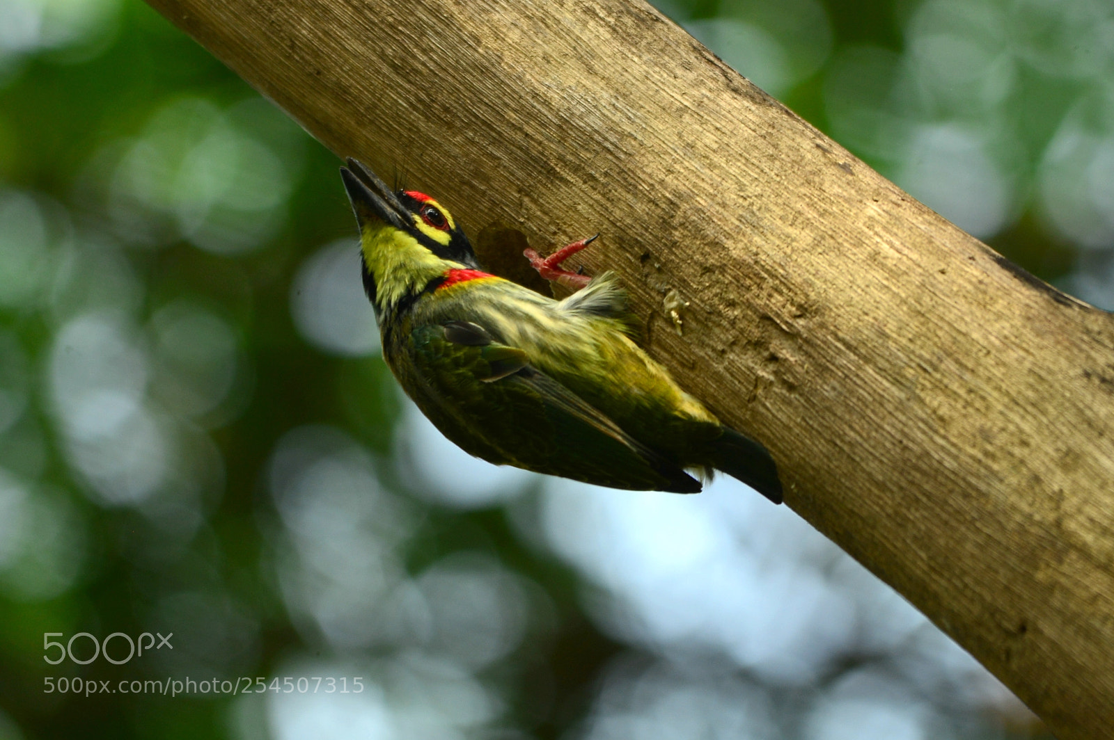 Nikon D600 sample photo. Coppersmith barbet (megalaima haemacephala) photography