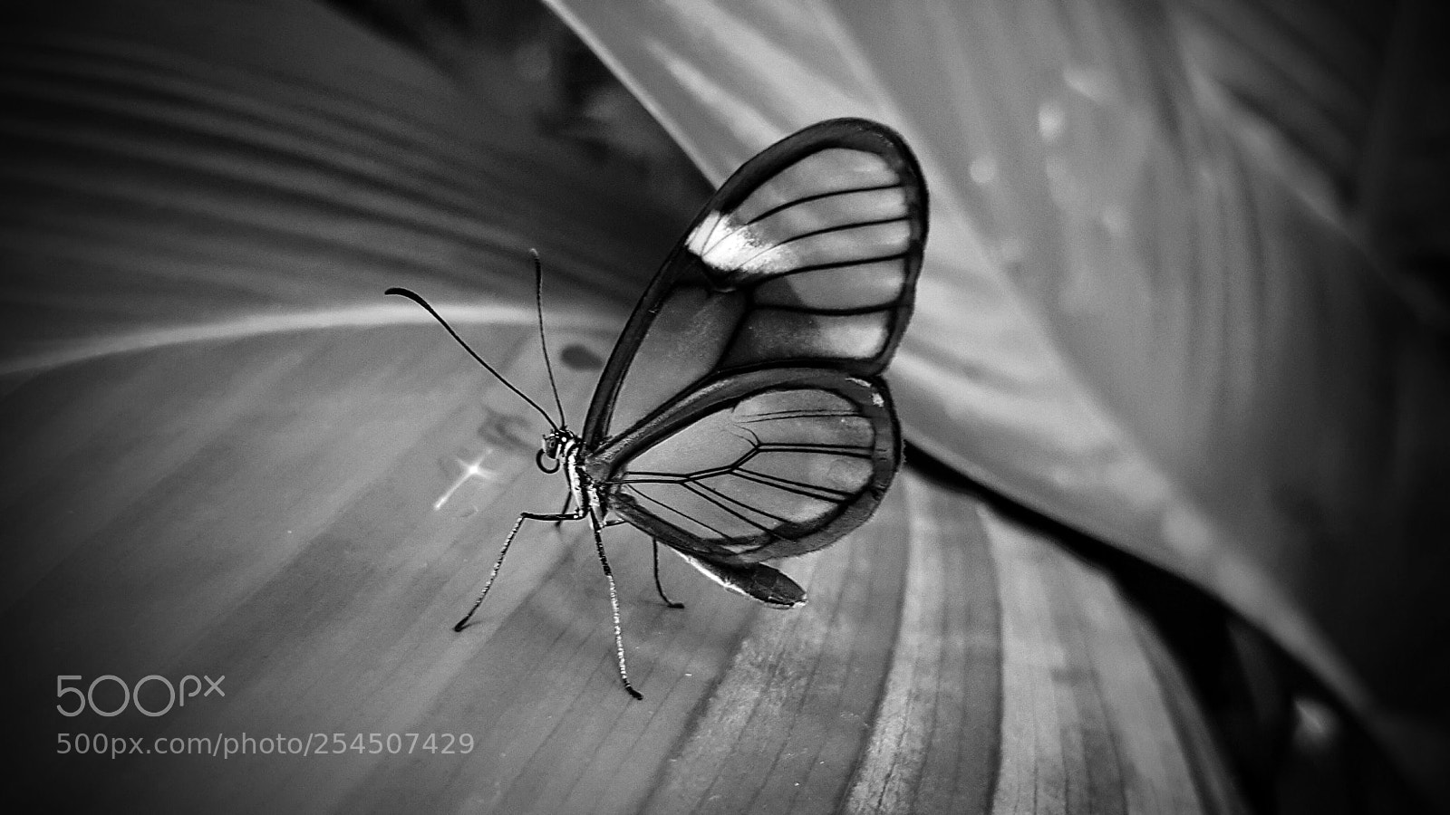 Samsung Galaxy S6 sample photo. Butterfly photography