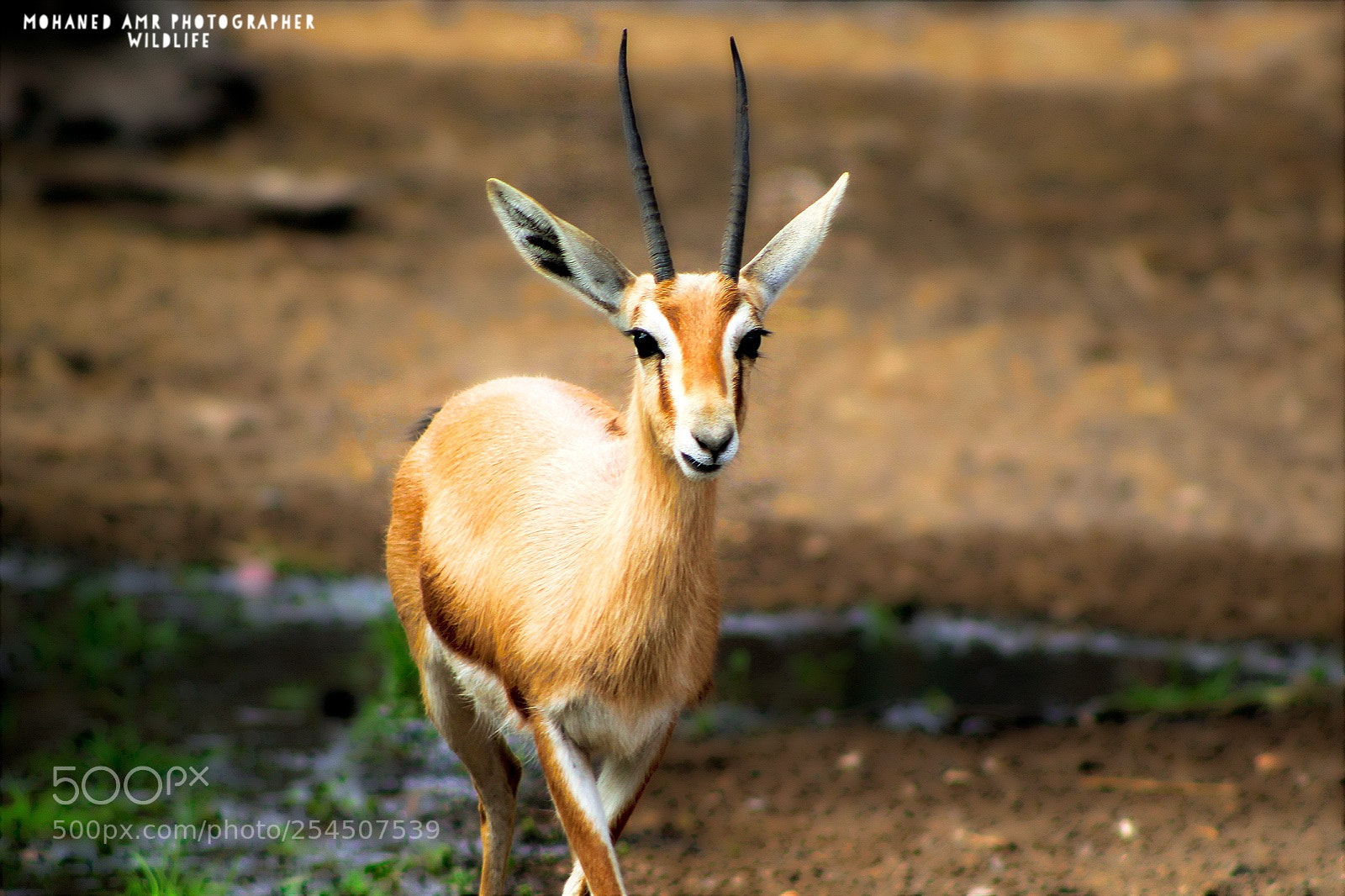 Canon EOS 1200D (EOS Rebel T5 / EOS Kiss X70 / EOS Hi) sample photo. Taken by mohaned amr photography