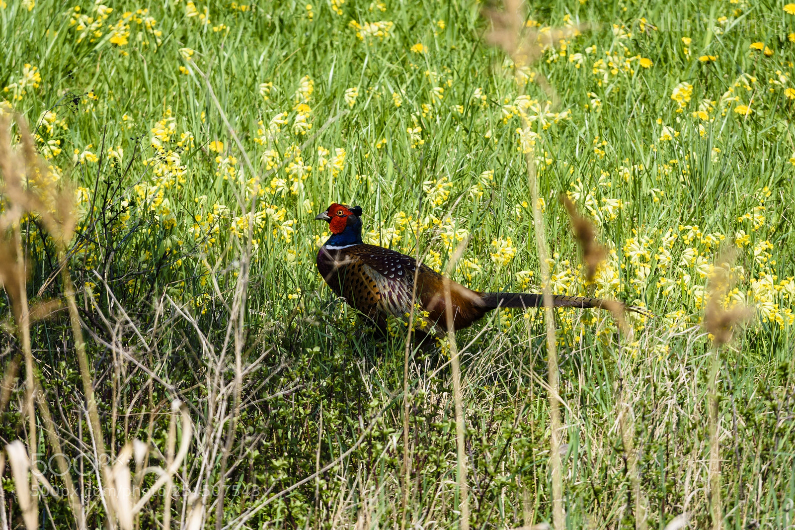 Nikon D7200 sample photo. 'common pheasant phasianus colchicus photography