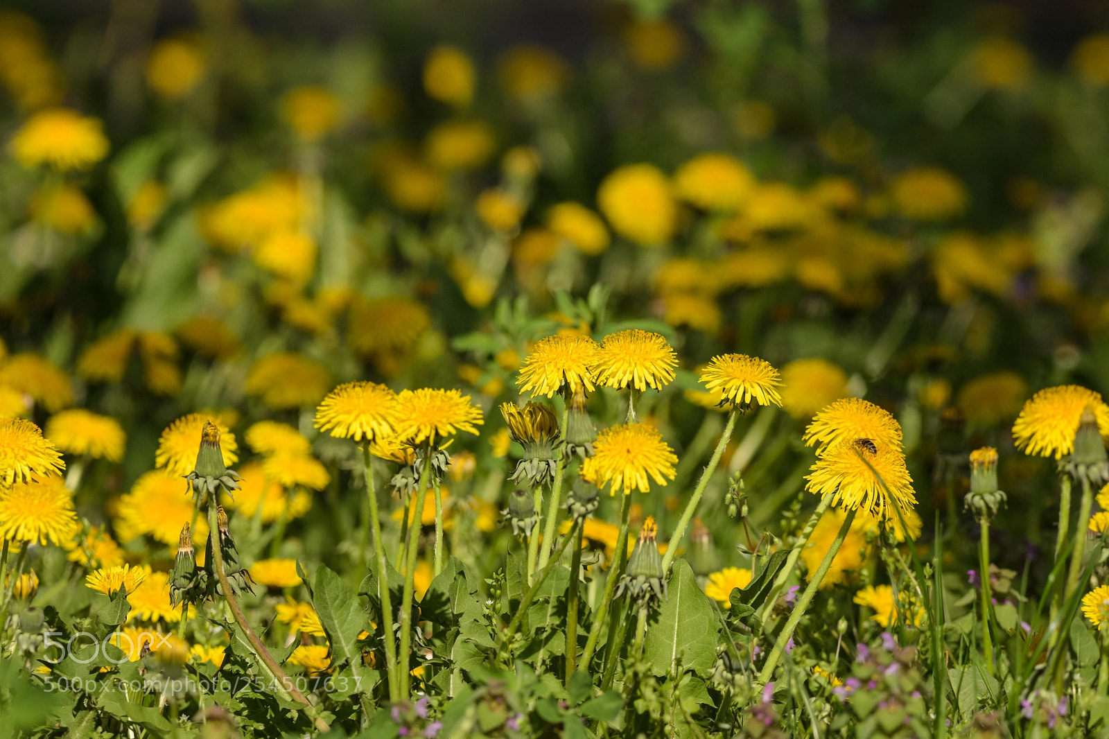Nikon D7200 sample photo. 'dandelion taraxacum sect. ruderalia photography