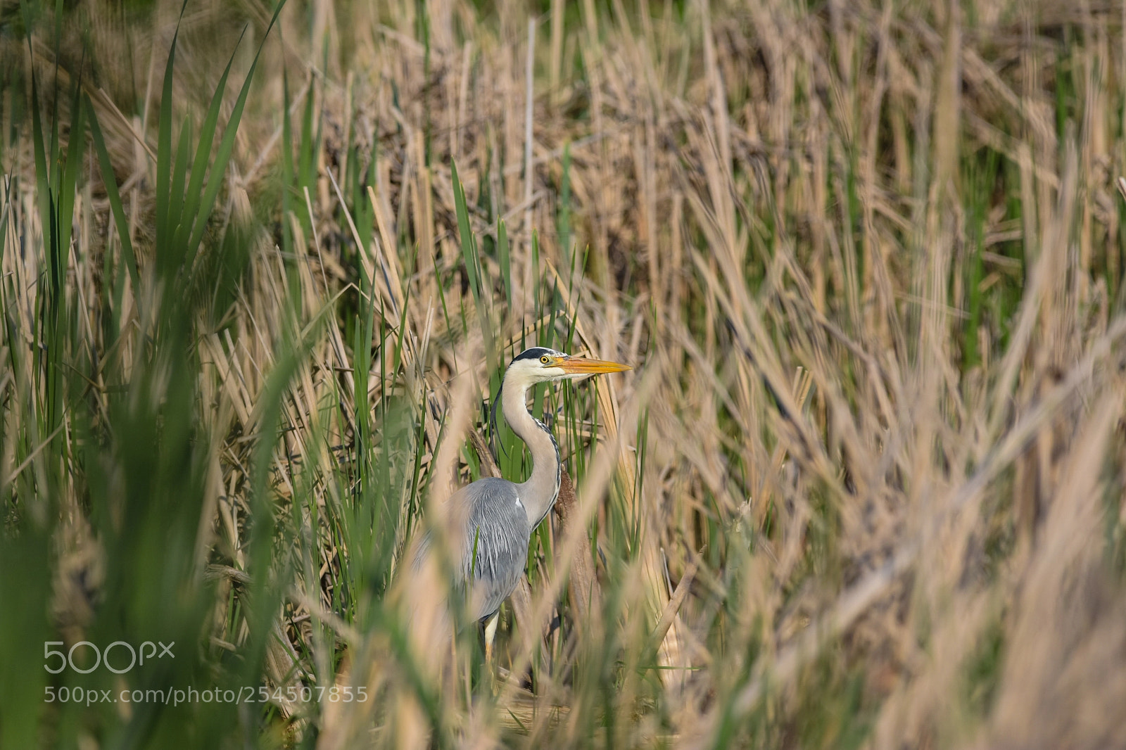 Nikon D7200 sample photo. 'grey heron ardea cinerea photography