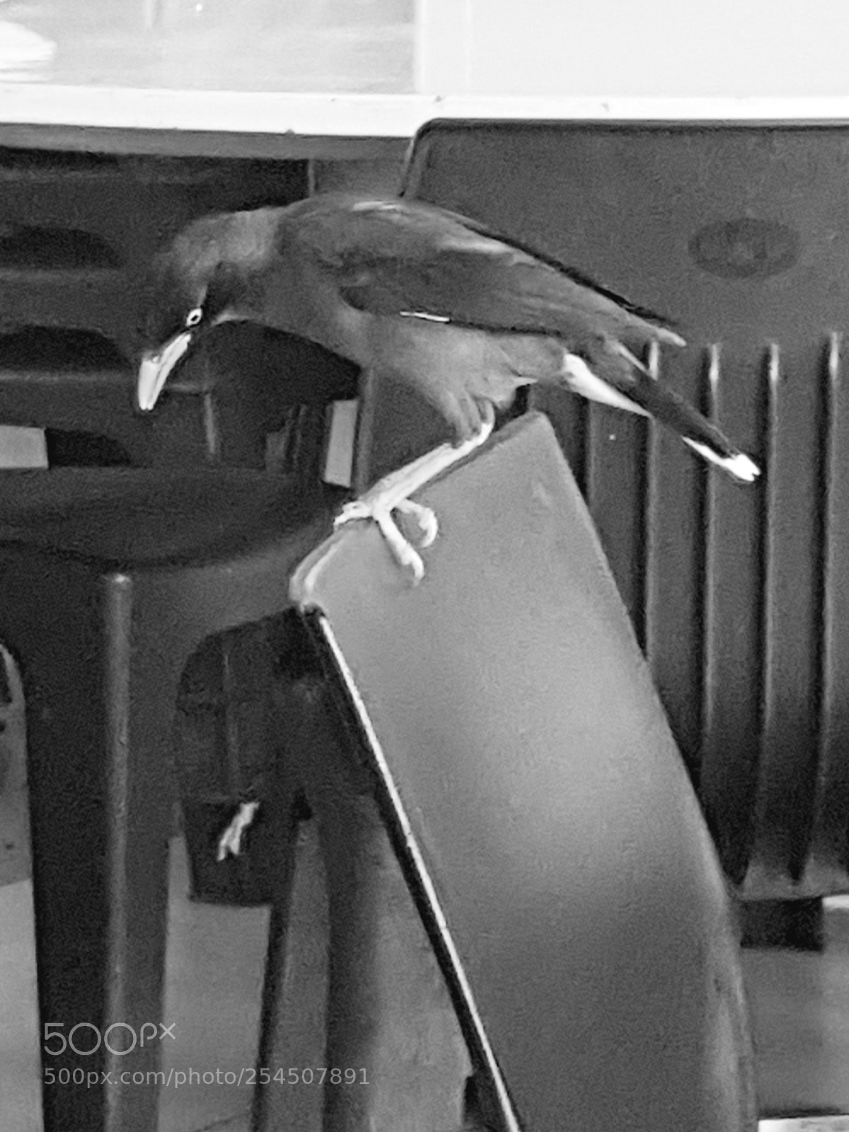 Samsung Galaxy Note5 sample photo. Feathery guest photography