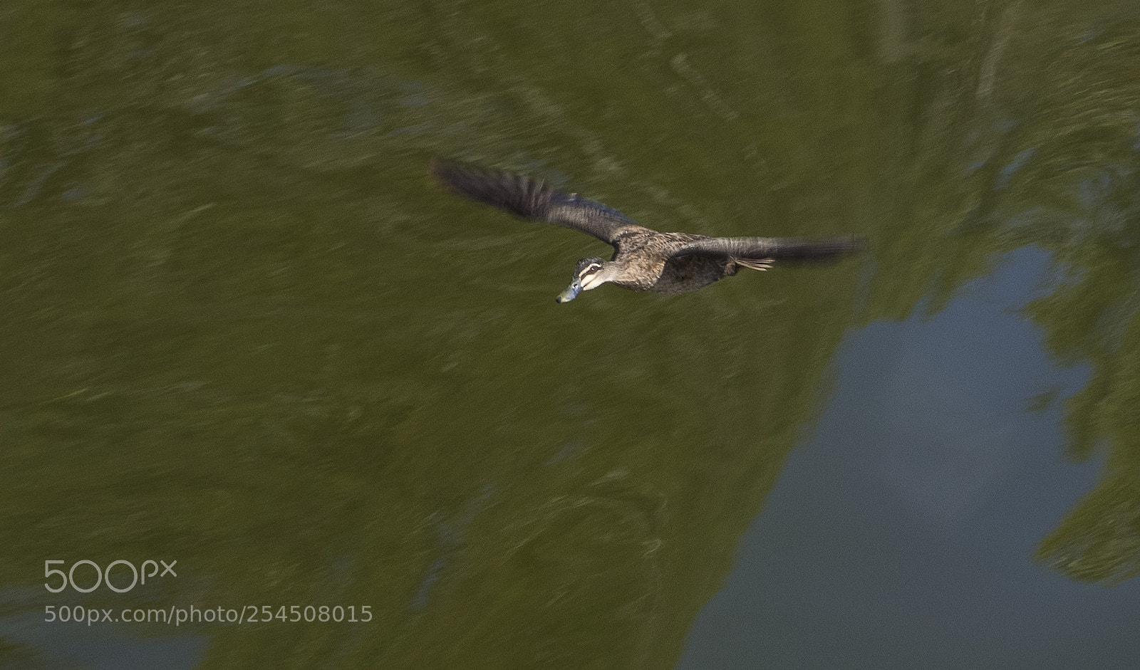 Olympus OM-D E-M1 sample photo. Flight over the water photography