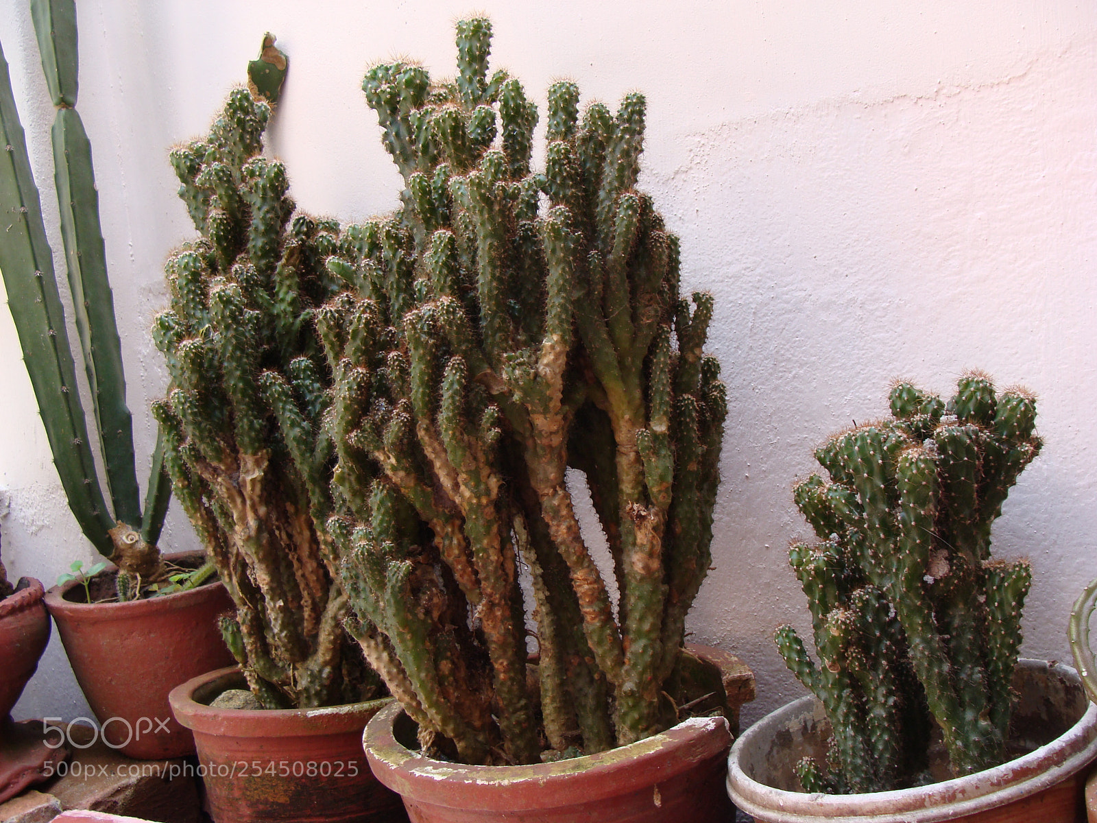 Sony DSC-H3 sample photo. Dsc photography