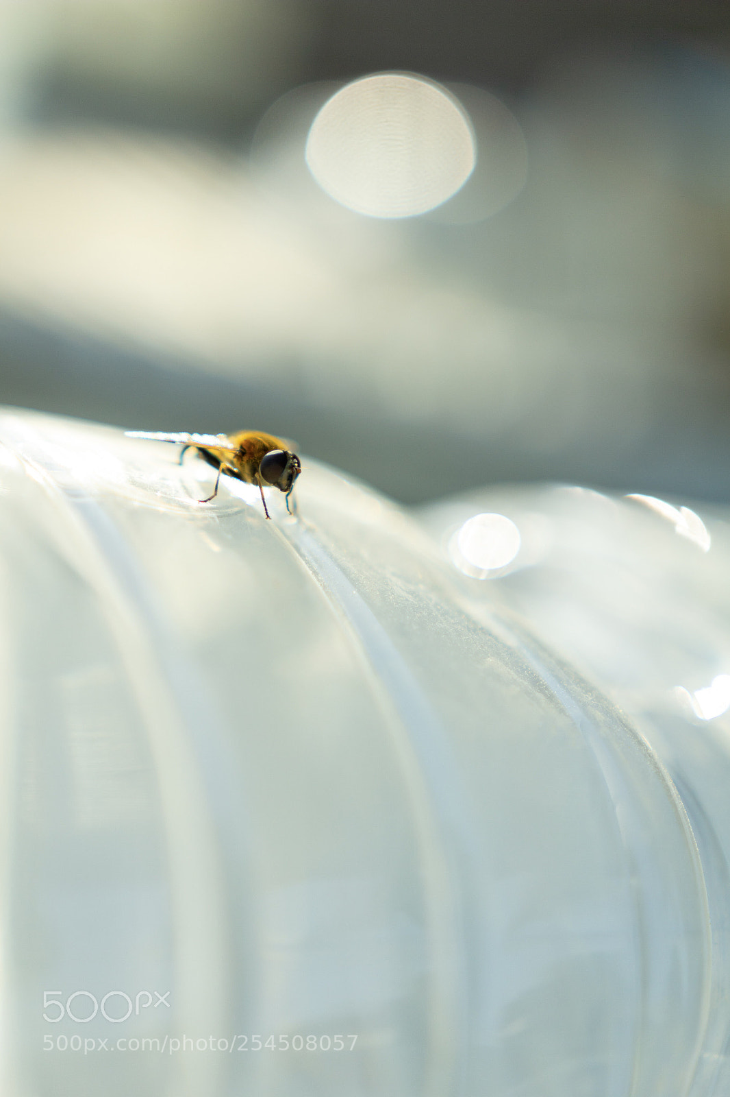 Canon EOS 60D sample photo. Untitled photography