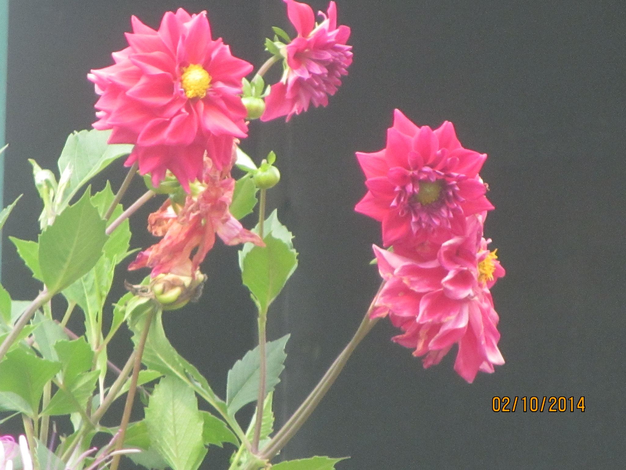 Canon PowerShot SX230 HS sample photo. Img photography