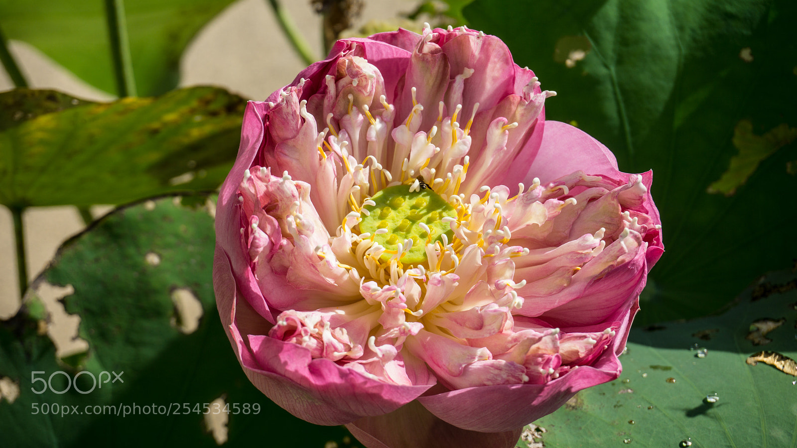 Sony a6000 sample photo. 20180418-8.jpg photography