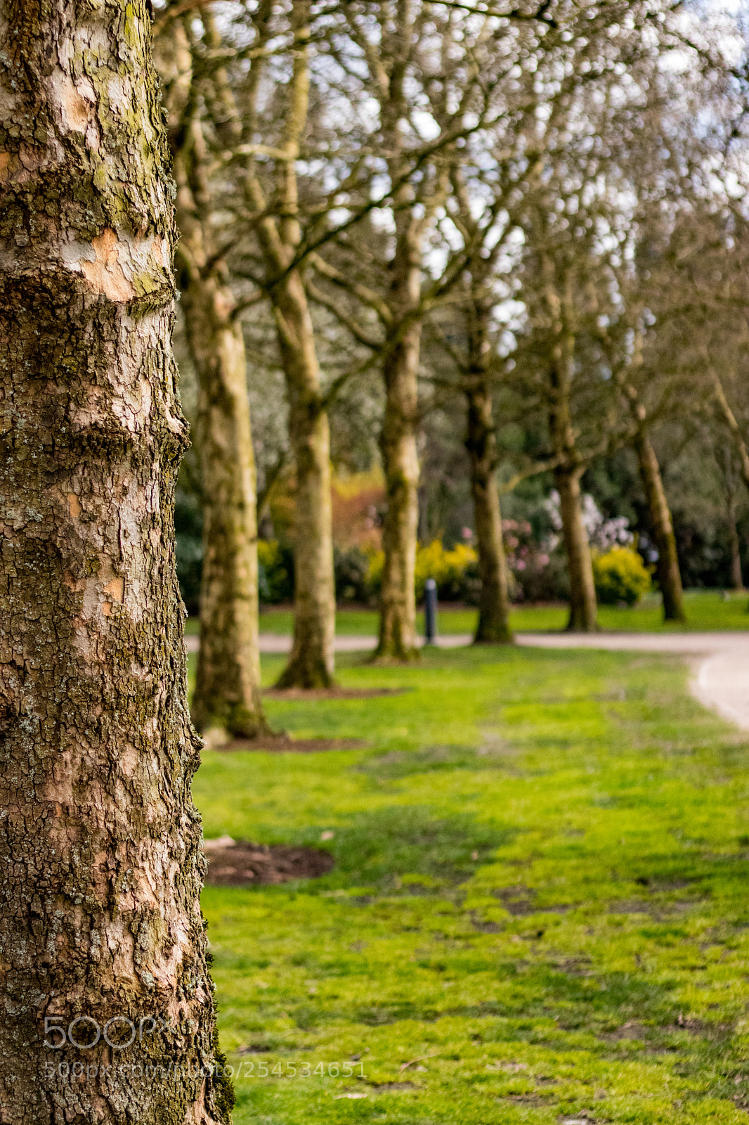 Canon EOS 80D sample photo. Tree line photography
