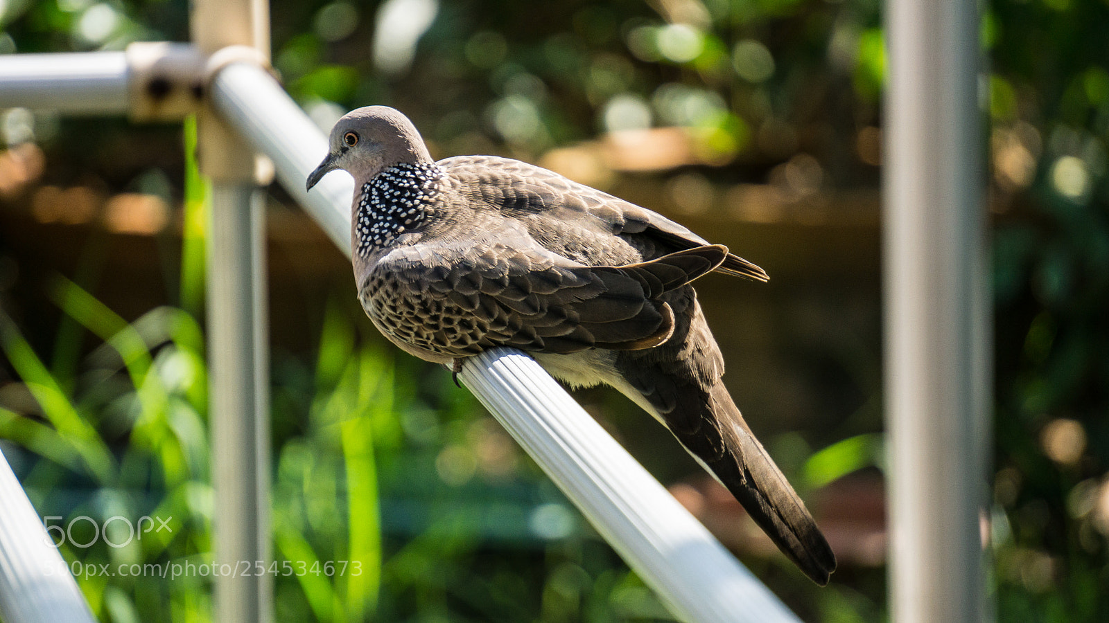 Sony a6000 sample photo. 20180418-20.jpg photography
