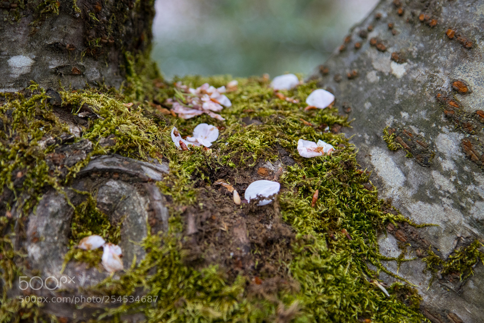 Canon EOS 80D sample photo. Cherry blossom leaves on photography