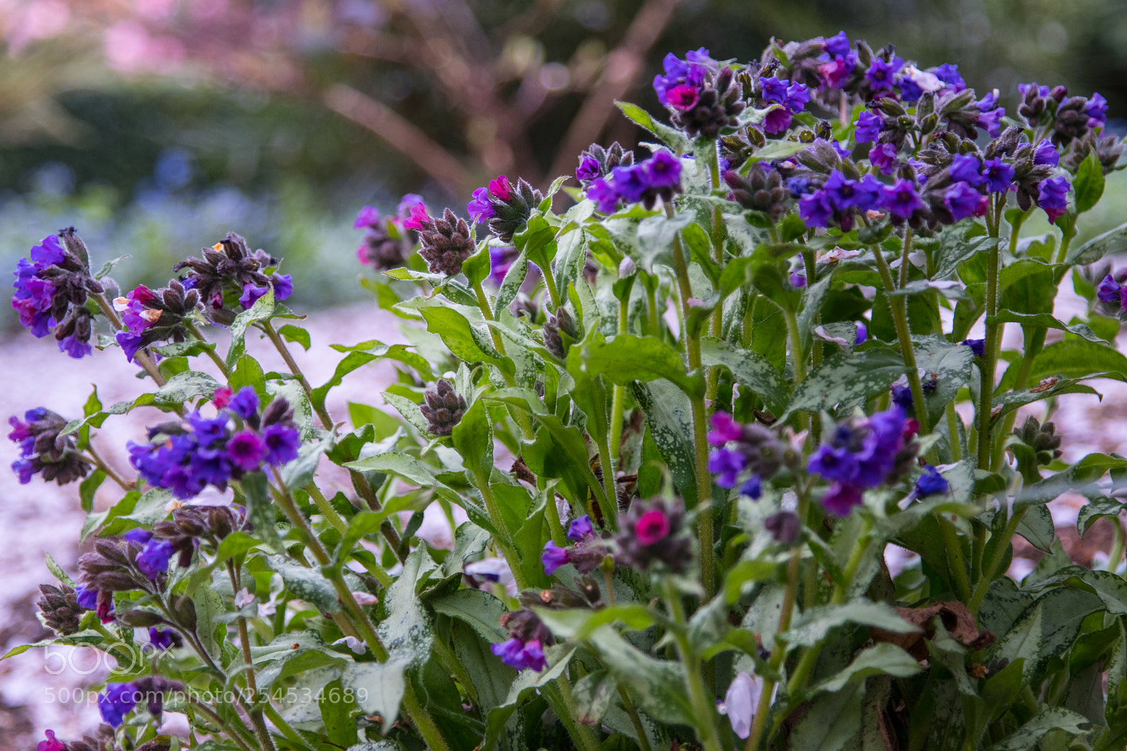 Canon EOS 80D sample photo. Wildflower blooming photography