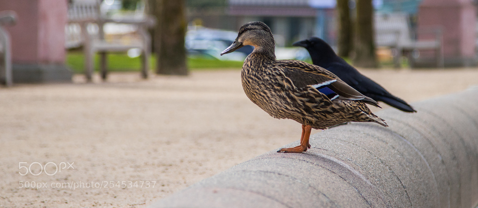 Canon EOS 80D sample photo. Onlooking duck & crow photography