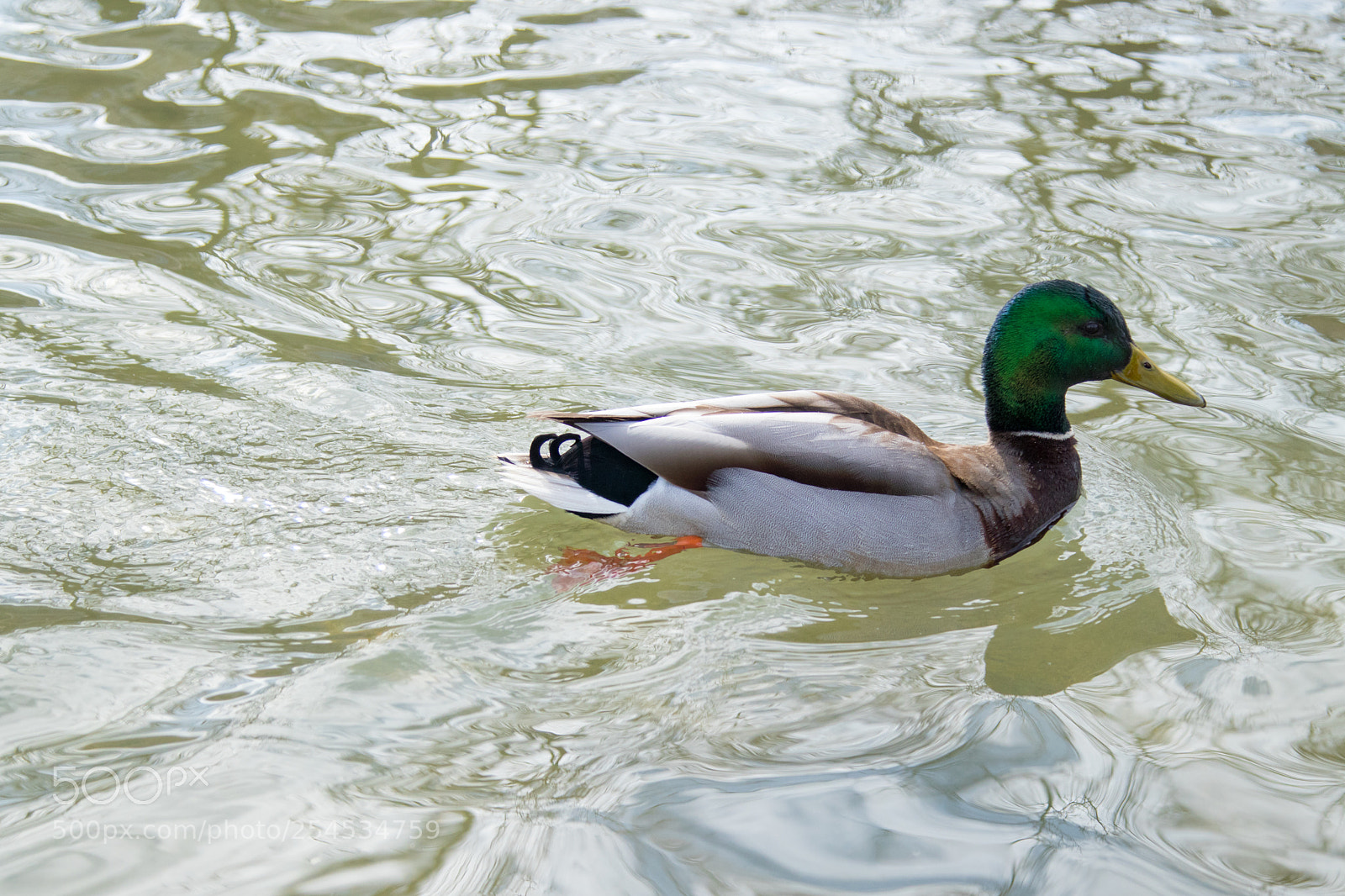 Canon EOS 80D sample photo. Swimming duck photography