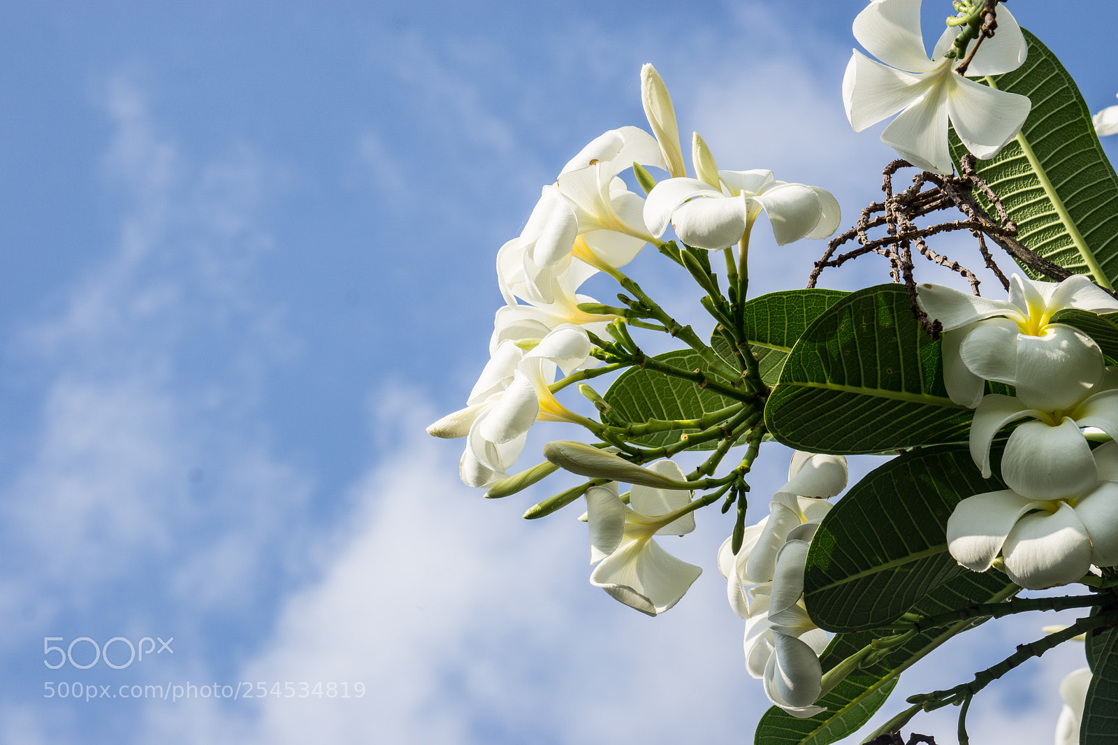 Sony a6000 sample photo. Flower in sky background photography