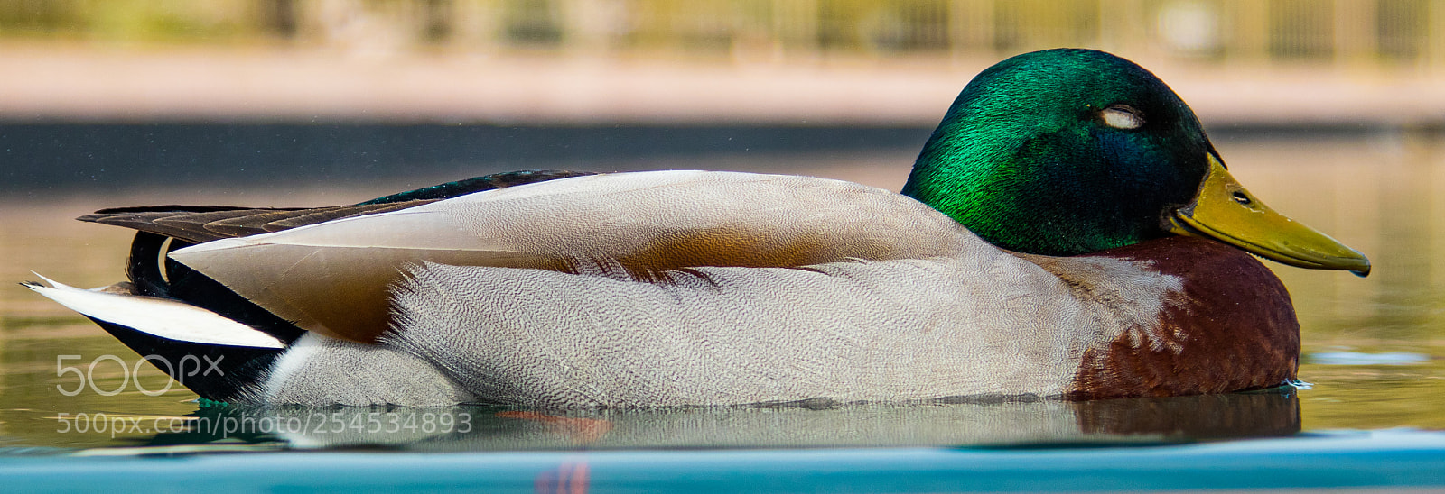 Canon EOS 80D sample photo. Sleeping duck photography