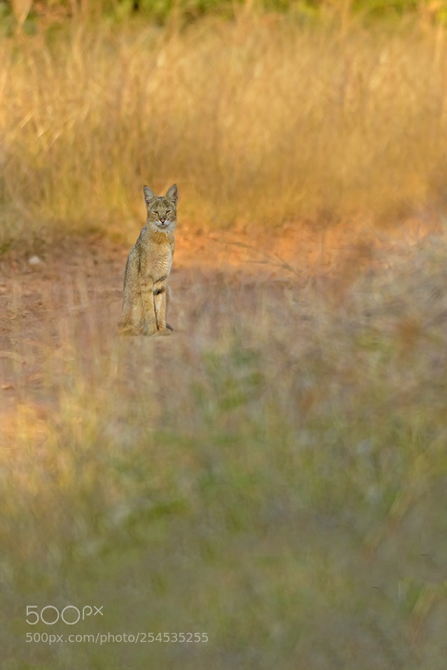 Nikon D7100 sample photo. The jungle cat. photography