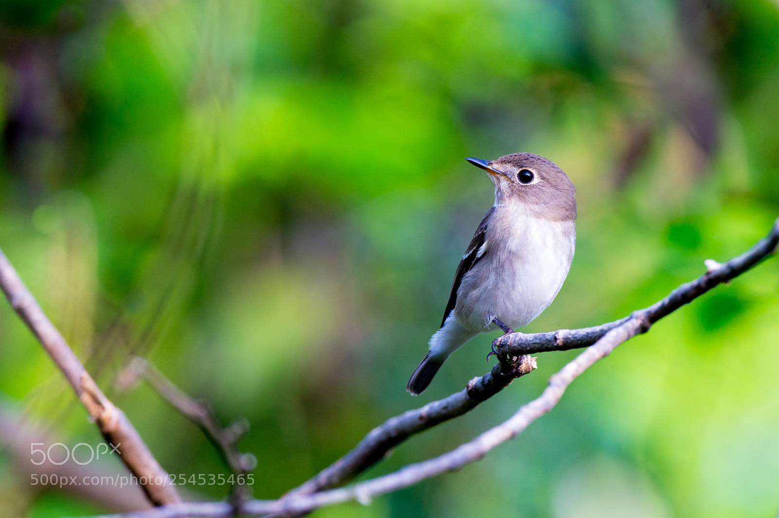 Canon EOS-1D X sample photo. Who is spying ? photography
