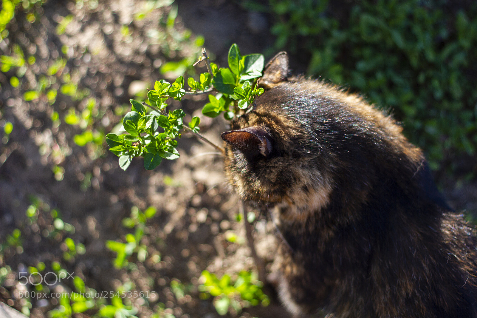 Canon EOS 7D sample photo. Loving nature photography