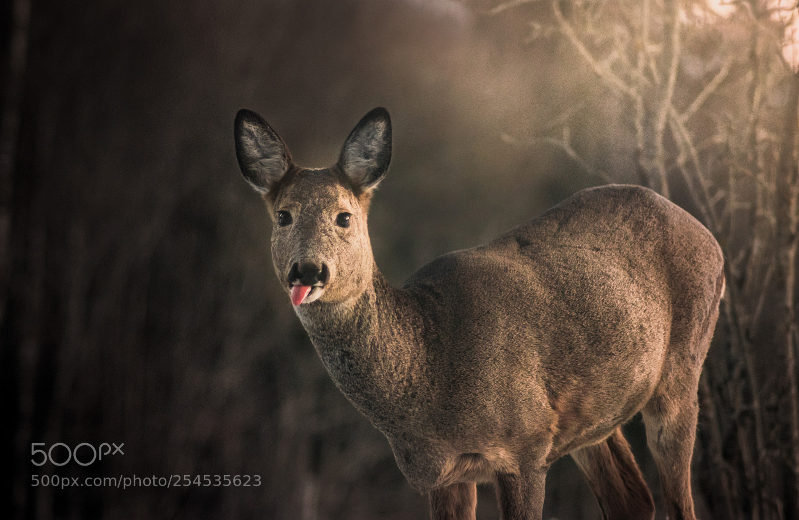 Nikon D5300 sample photo. Oh deer! photography