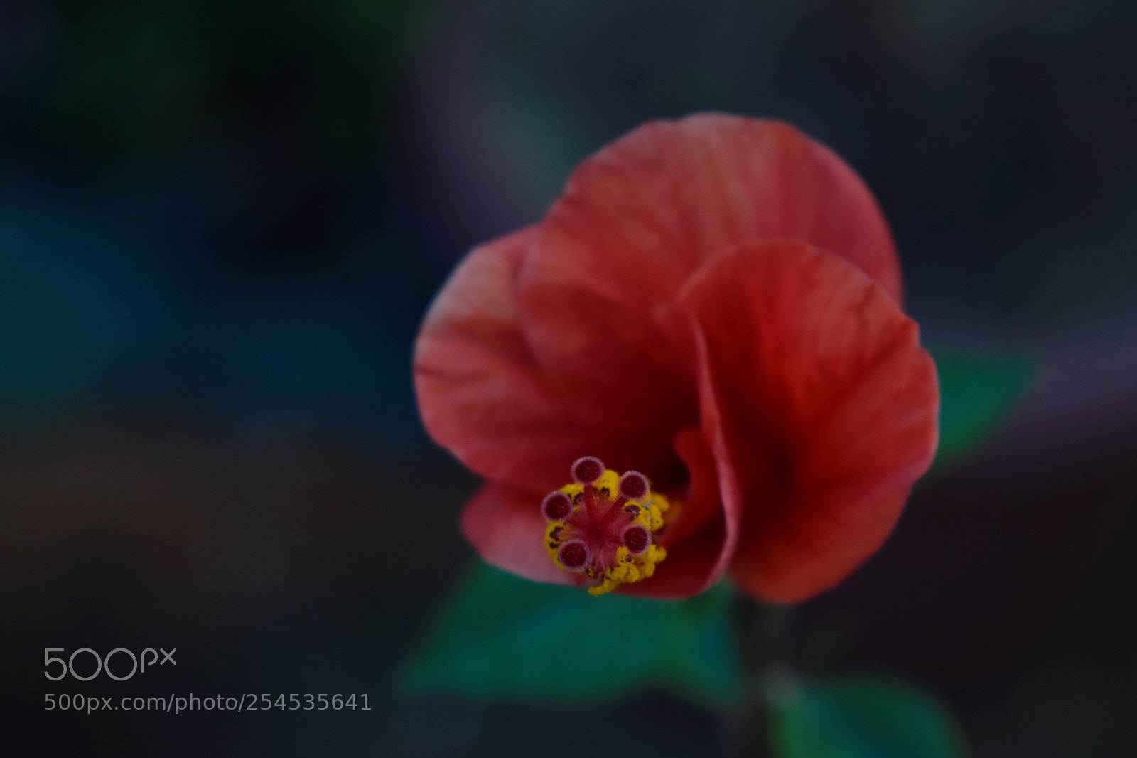 Nikon D5300 sample photo. Red photography