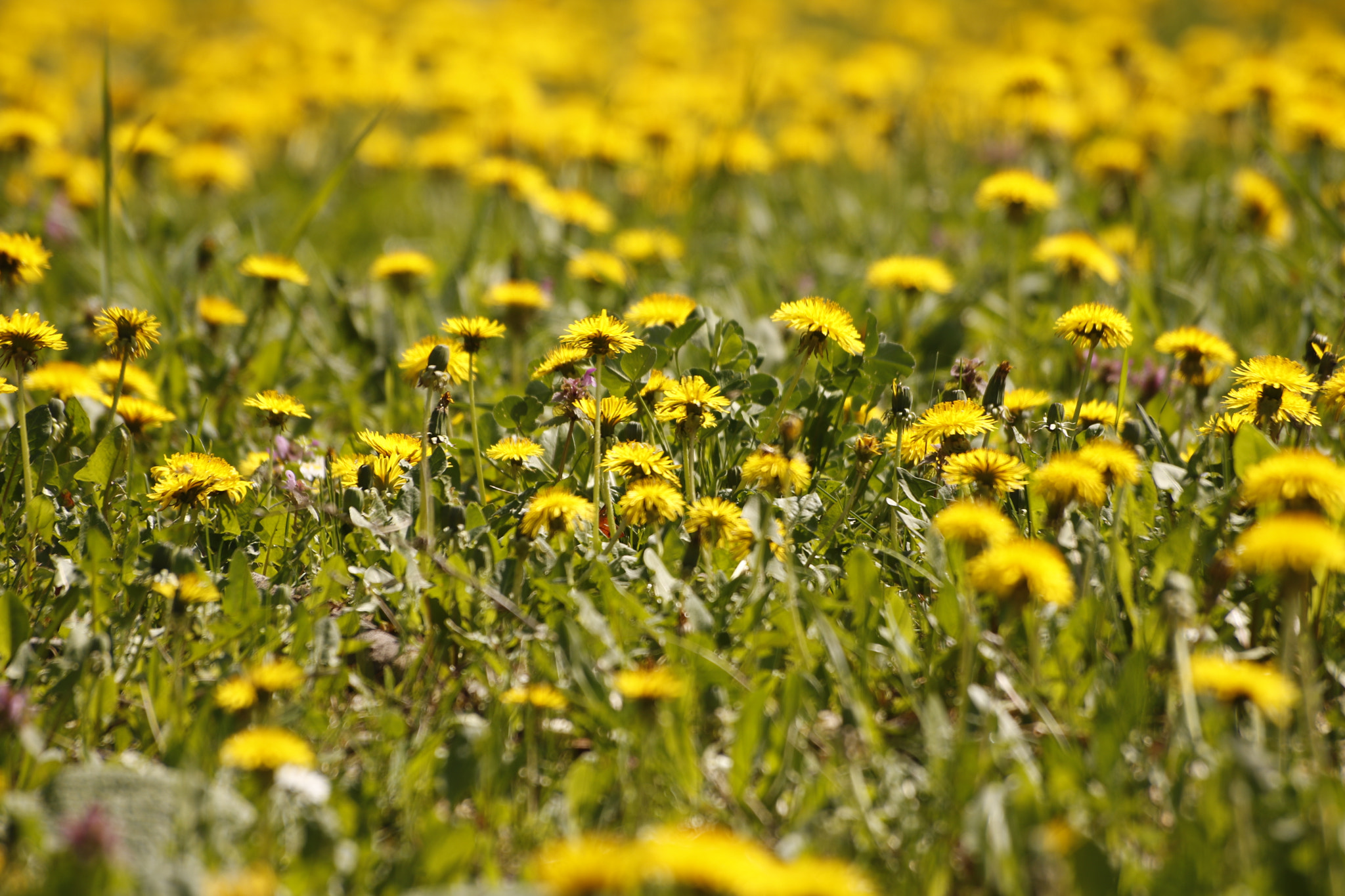 Sigma 70-300mm F4-5.6 APO DG Macro sample photo. Yellow spring photography