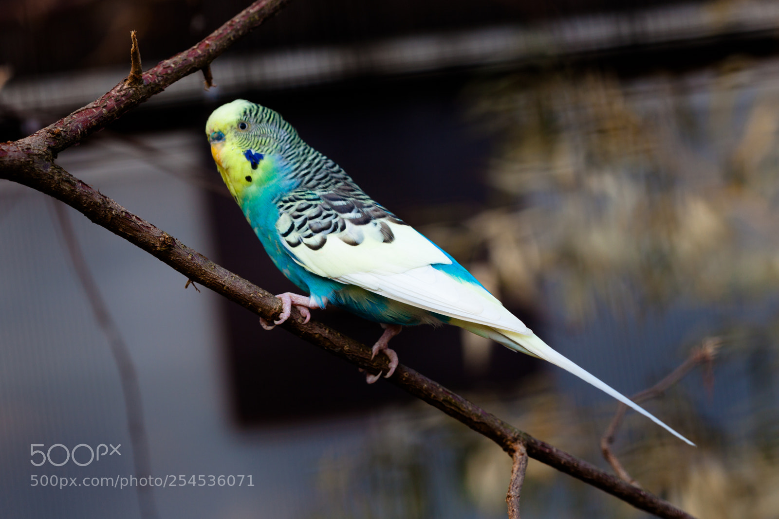 Canon EOS 5D Mark II sample photo. Canary photography