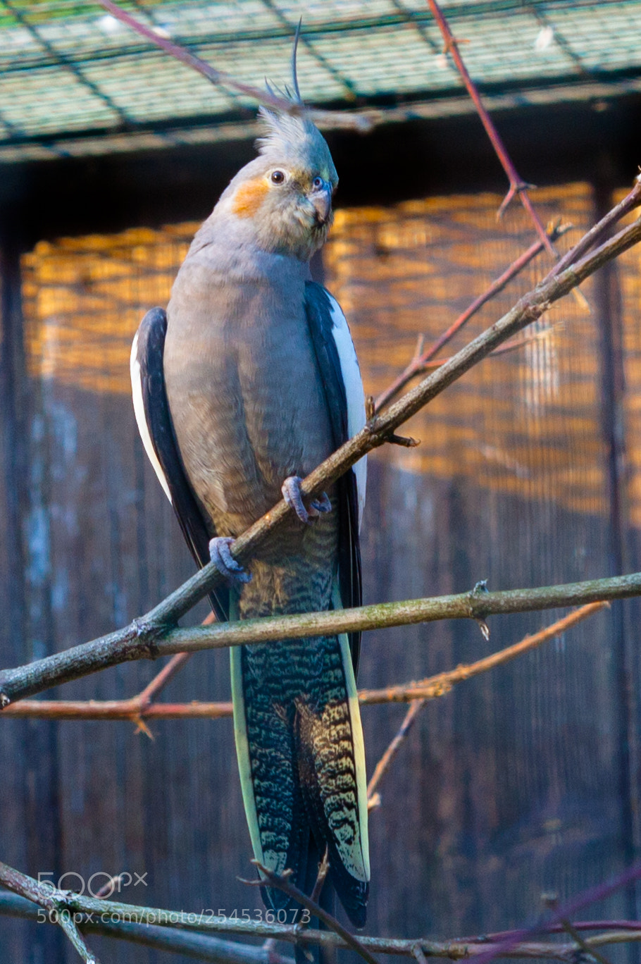 Canon EOS 5D Mark II sample photo. Canary photography