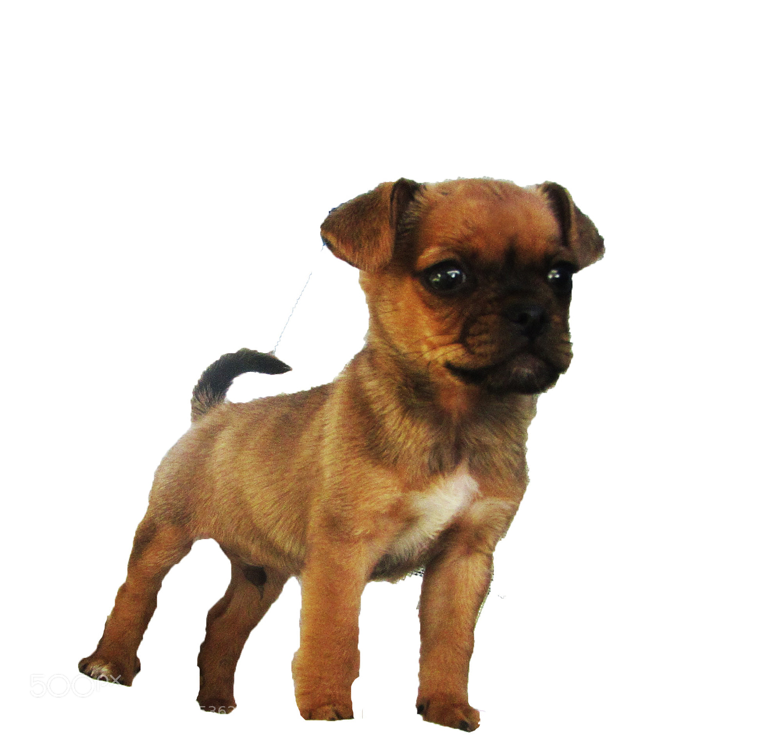 Canon PowerShot SX410 IS sample photo. Mini pug puppy photography