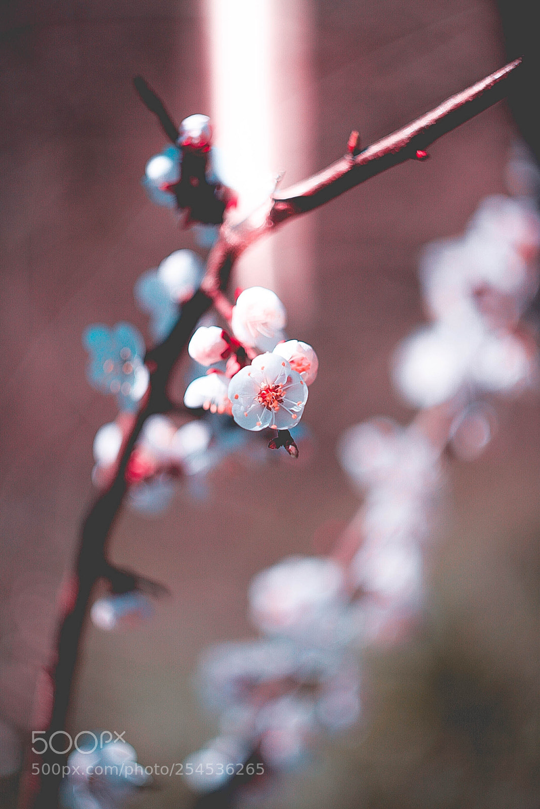 Canon EOS-1D Mark II N sample photo. Img photography