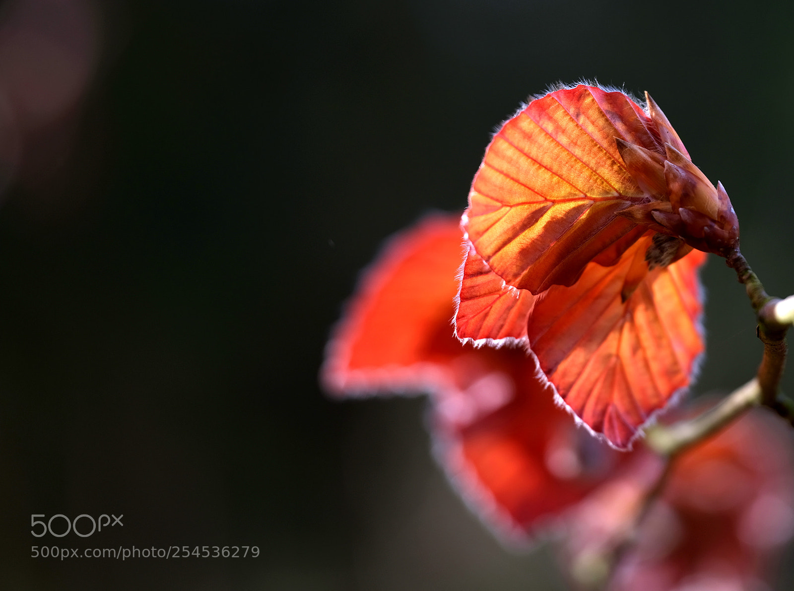 Fujifilm GFX 50S sample photo. Red photography