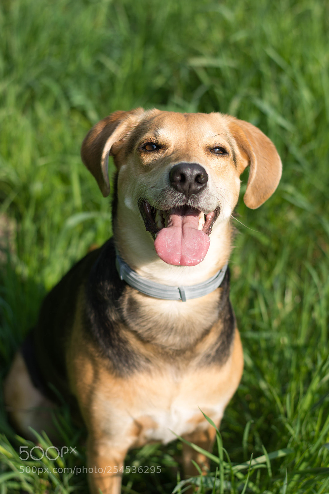 Nikon D7200 sample photo. A dogs life photography