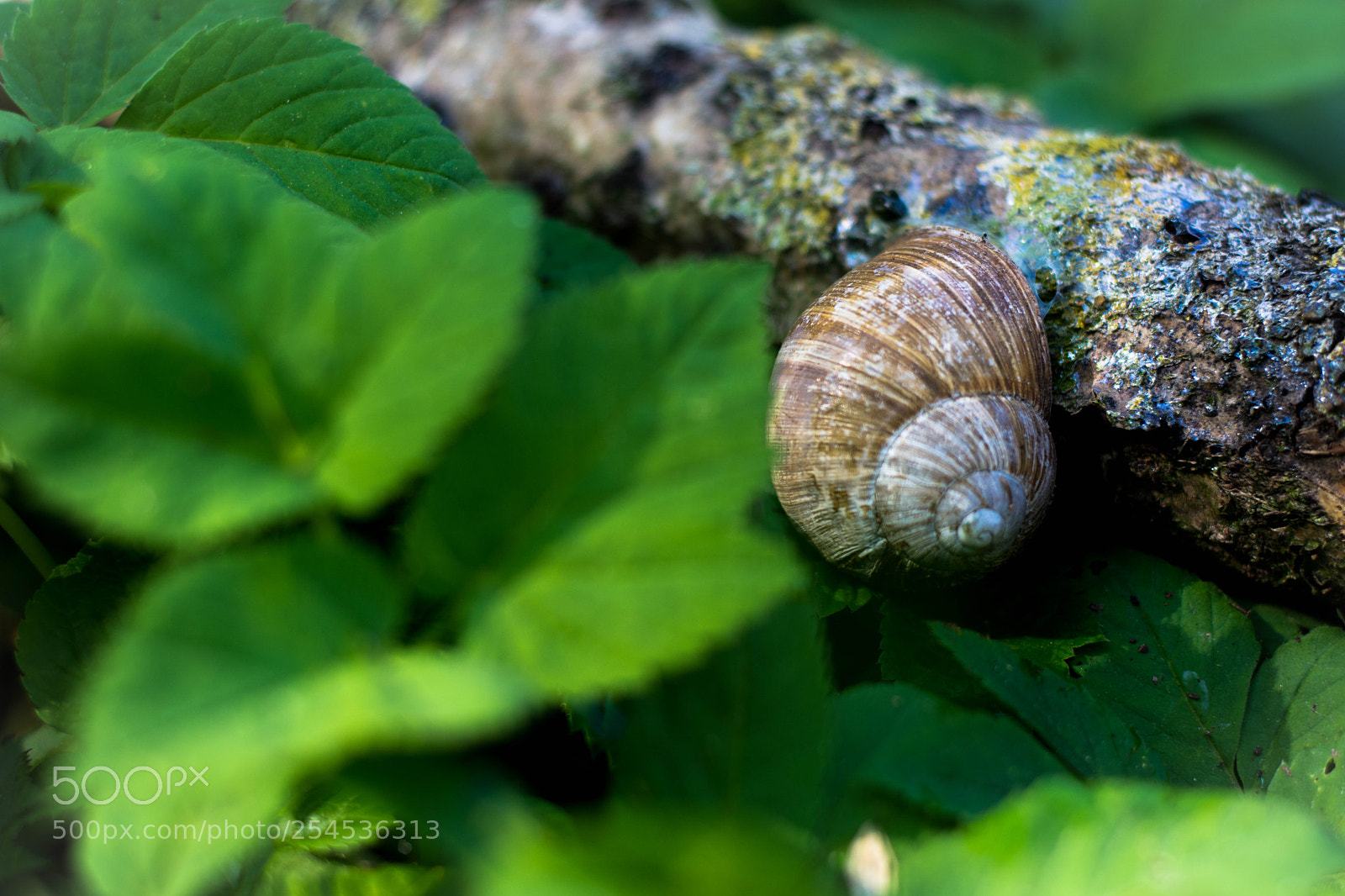 Nikon D7200 sample photo. The snail - ambush photography
