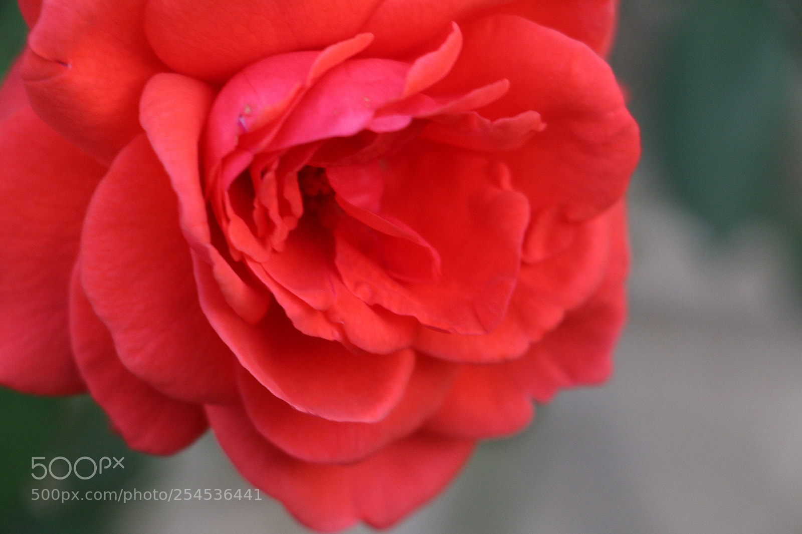 Canon EOS 70D sample photo. Flowers photography