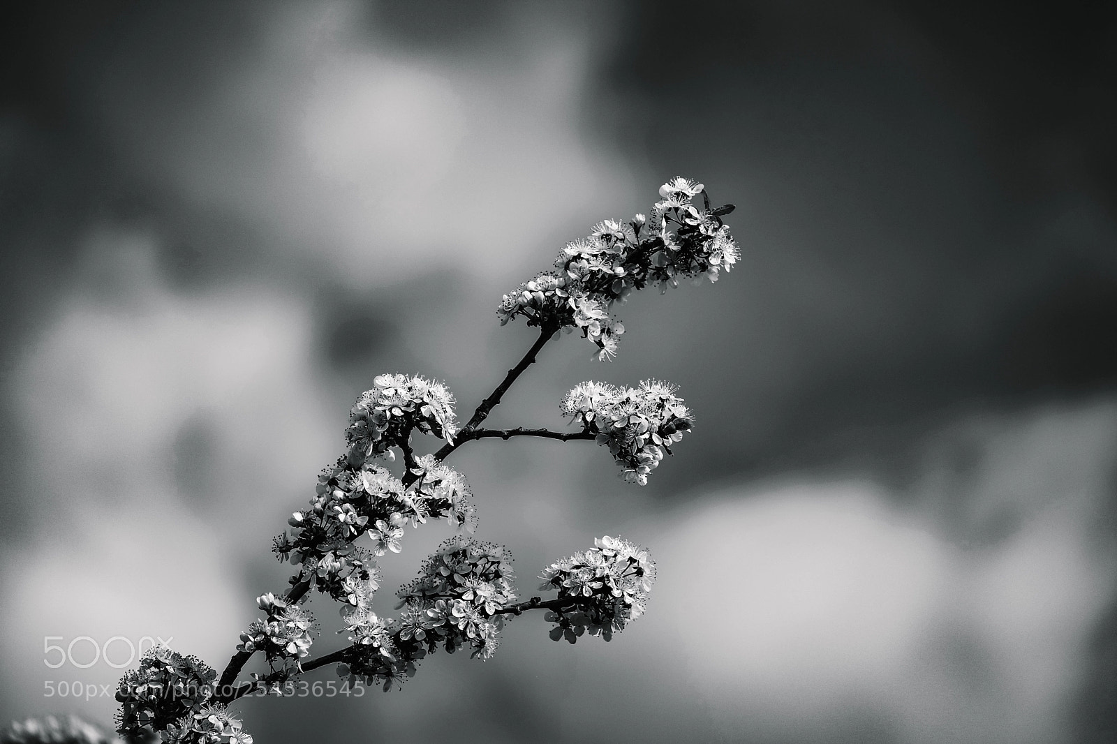 Fujifilm X-T2 sample photo. Untitled photography